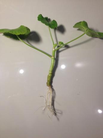 Geranium stebla s koreninami (foto-internet)