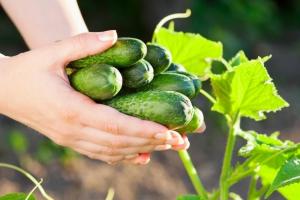 10 skrivnosti bogate kumare pridelka v vašem vrtu