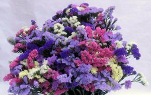 Bright cvet sonoričnih imena, cveti od julija do oktobra. Bonus - univerzalne suho cvetje