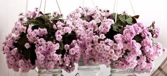Izgredov cvetenja vijolice ampelnyh (vir: Yandeks.Kartinki)