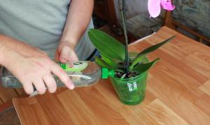 Kako pogosto in kako zalivanje orhidej hišo