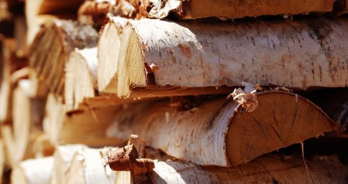 Breza les je skoraj idealen za peči kurišča