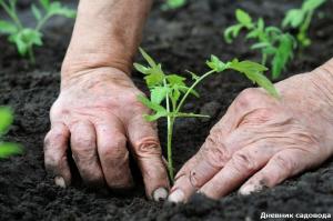 Pravila za paradižnik zasaditve v tleh