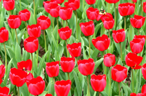 Kaj storiti s tulipani po cvetenju