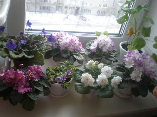 Redki varianta: vijolice, cvetenje v zimskem času. Ogled: http://ssdosug.ru