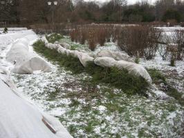 Smrekove veje za zatočišče za zimo: Kako nevarno in kako narediti