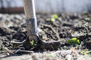 Zakaj je potrebno, da je kopanje območje krompir v jeseni