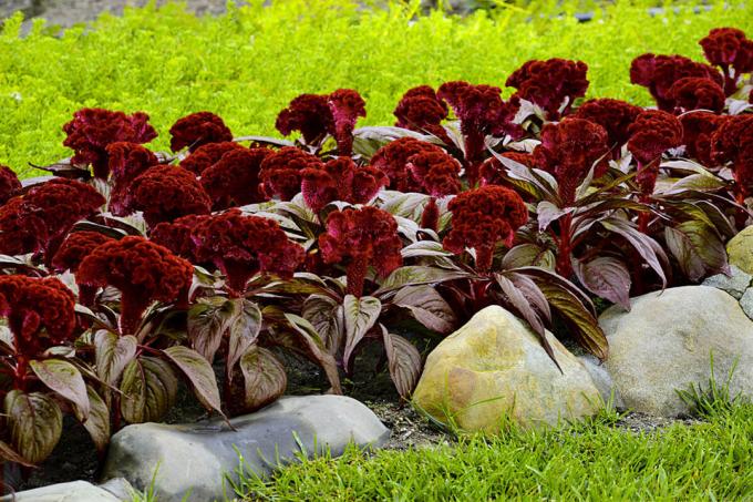 Celosia cristata, neke vrste "Dracula". Ogled: http://semena-sazhency.ru