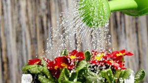 Kako lahko voda rastline za hitro rast in obilno cvetenje